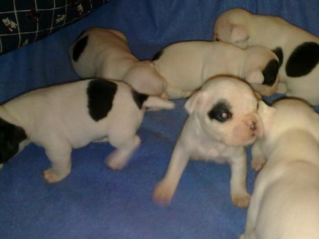SE VENDEN CACHORROS DE BULLDOG FRANCES