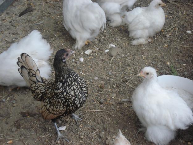 Vendo Gallinas de Pekín, pollitos cruce Sebright x Pekín, kikas blancas - incubadoras