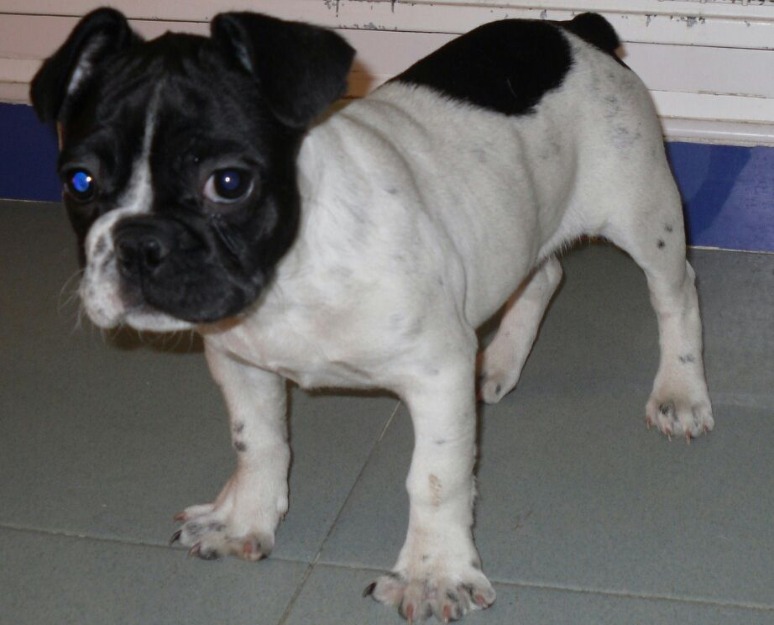 Cachorro de Bulldog Francés