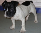 Cachorro de Bulldog Francés - mejor precio | unprecio.es