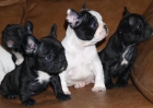 Cachorritos de Bulldog Frances en Color blanco y negro - mejor precio | unprecio.es