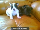 camada bulldog frances - mejor precio | unprecio.es