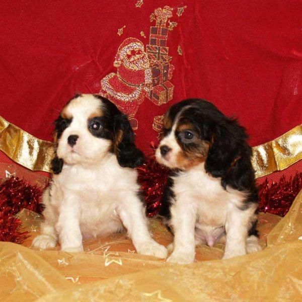 Cavalier, cachorros extraordinarios