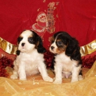 Cavalier, cachorros extraordinarios - mejor precio | unprecio.es