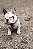 encantadora cachorros bulldog francés