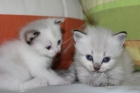 Gatitos persa europeos preciosos - mejor precio | unprecio.es