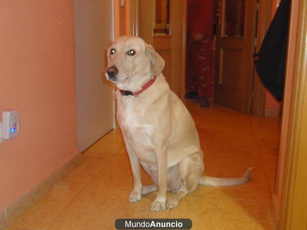 regalo perro labrador con mezcla