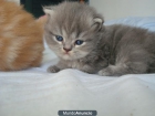 Se venden gatitos persas - mejor precio | unprecio.es