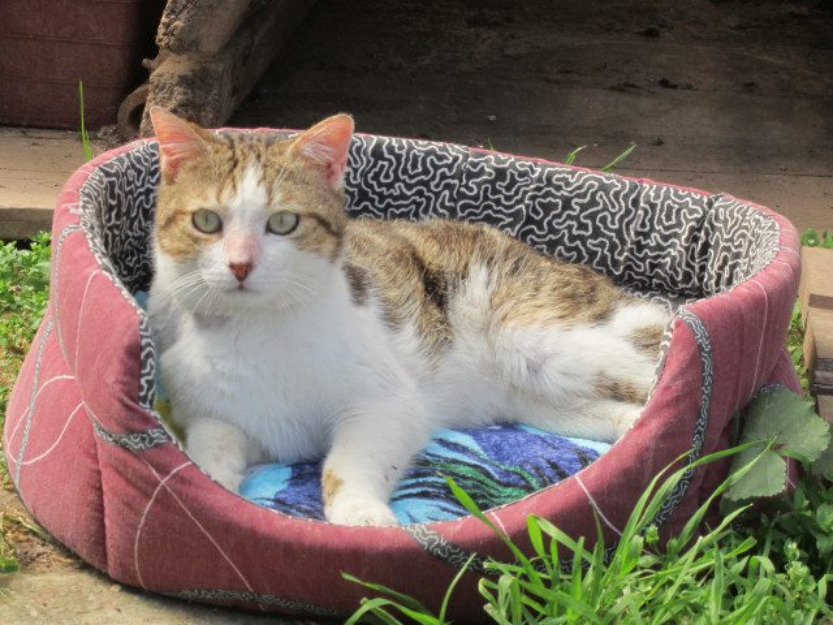 Molly, gato positivo a Leucémia, un robacorazones de cuidado!