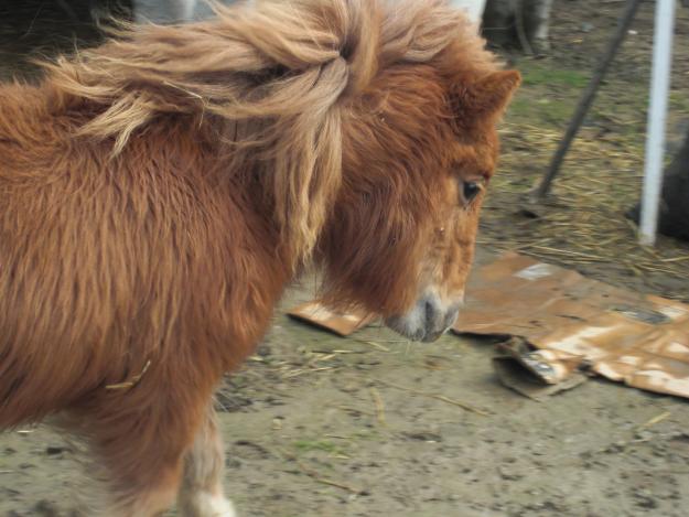 !!!!!!!!!!!!!!!!!! CABALLO ENANO !!!!!!!!!!!!!!!!!!!! INCREIBLE....