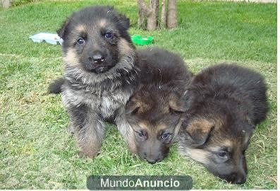 Cachorritos de pastor aleman muy buenos