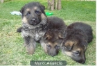 Cachorritos de pastor aleman muy buenos - mejor precio | unprecio.es