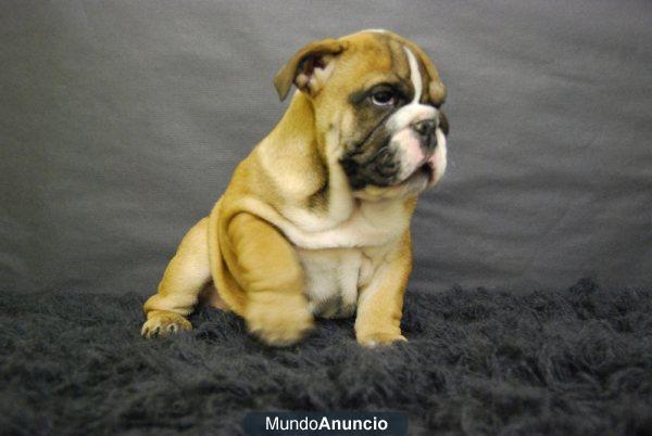 CAMADA DE BULLDOG INGLES DE PRIMERA CALIDAD
