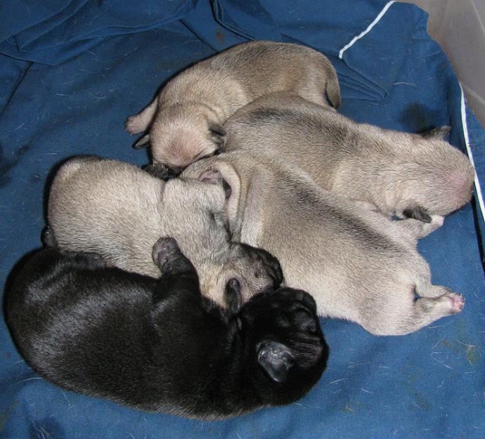 Camada de crlinos (pug)