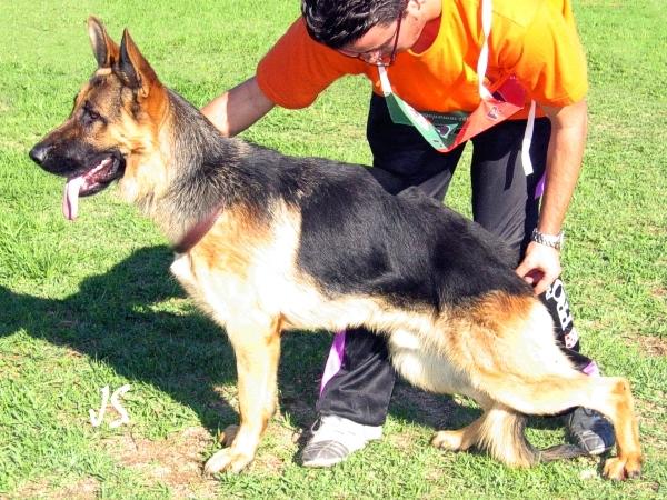 Pastores alemanes tatuados por el rceppa