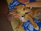 Regalo precioso cachorro mestizo - mejor precio | unprecio.es