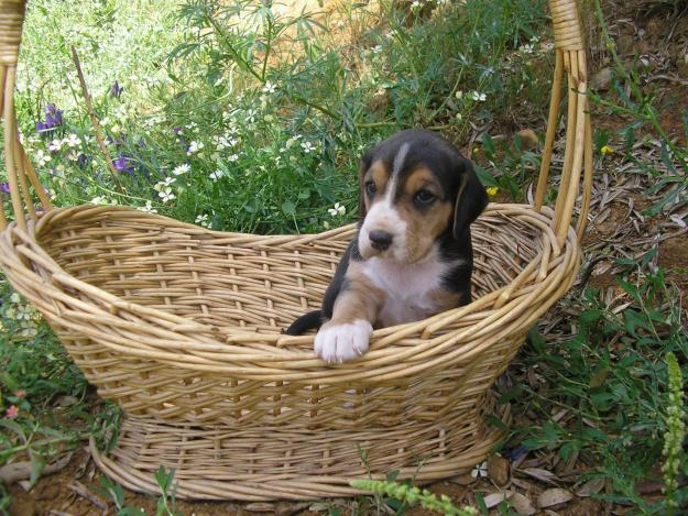 BEAGLES PARA REGALO