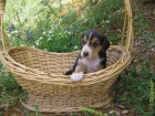 BEAGLES PARA REGALO - mejor precio | unprecio.es