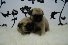 Cachorritos de Carlino Pug - mejor precio | unprecio.es