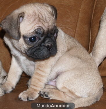Cachorros Carlino, los vendo a buen precio