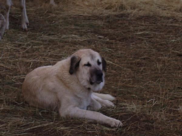 Cachorros de mastin español,