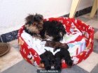 cachorros de yorkshire terrier - mejor precio | unprecio.es