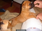 cachorros rasa bulmastif - mejor precio | unprecio.es