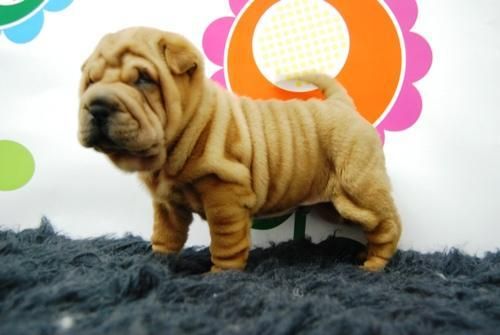 camada de shar pei pedegree, elige el cachorro