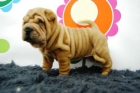camada de shar pei pedegree, elige el cachorro - mejor precio | unprecio.es