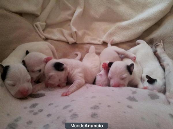CAMADA JACK RUSSELL PELO LISO-PATA CORTA 24/08/12