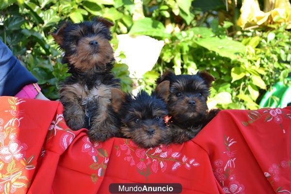 CAMADA YORKSHIRE TERRIER TOY