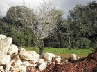Finca rústica en Campos - mejor precio | unprecio.es