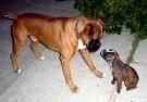 Oferta permanente en nutricion canina felina venta boxer