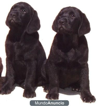 OFERTA ULTIMOS CACHORROS LABRADOR RETRIEVER