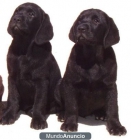 OFERTA ULTIMOS CACHORROS LABRADOR RETRIEVER - mejor precio | unprecio.es