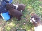 Perros de agua criados en casa a buen precio y diferentes colores - mejor precio | unprecio.es