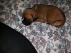 se vende boxer puro - mejor precio | unprecio.es