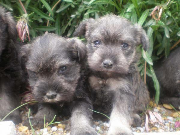 SE VENDEN SCHNAUZER MINIATURA