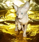 SPHYNX O GATO SIN PELO - mejor precio | unprecio.es