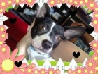busco chihuahua o pinchers - mejor precio | unprecio.es