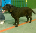 CACHORROS DE LABRADOR NEGROS DE LINEAS DE BELLEZA - mejor precio | unprecio.es