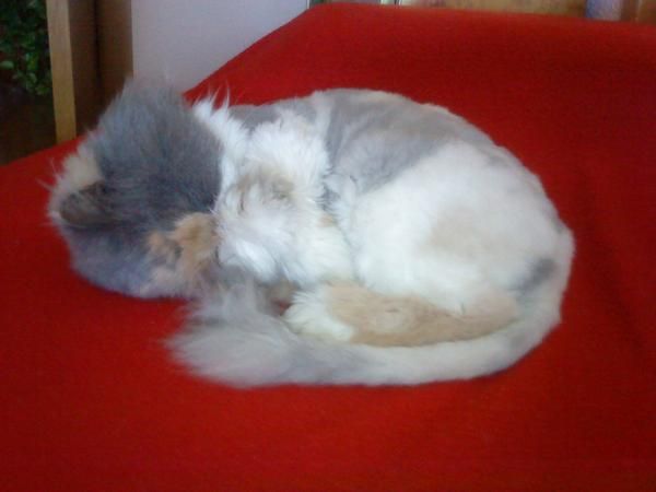 compro una gata persa tricolor no mas de 1 año