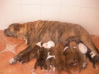 estupendos cachorros pitbull - mejor precio | unprecio.es