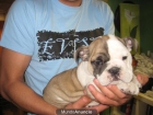 PRECIOSOS BULLDOG INGLES - mejor precio | unprecio.es