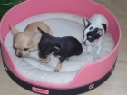Preciosos chihuahuas - mejor precio | unprecio.es