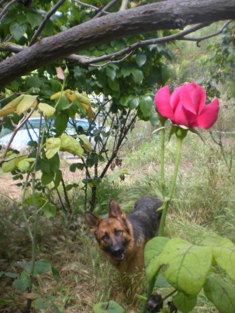 residencia canina el refugi  solo 20 plazas  para un mejor cuidado y atencio de su mascota