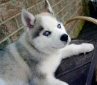 siberian husky cachorros para nuevas viviendas - mejor precio | unprecio.es