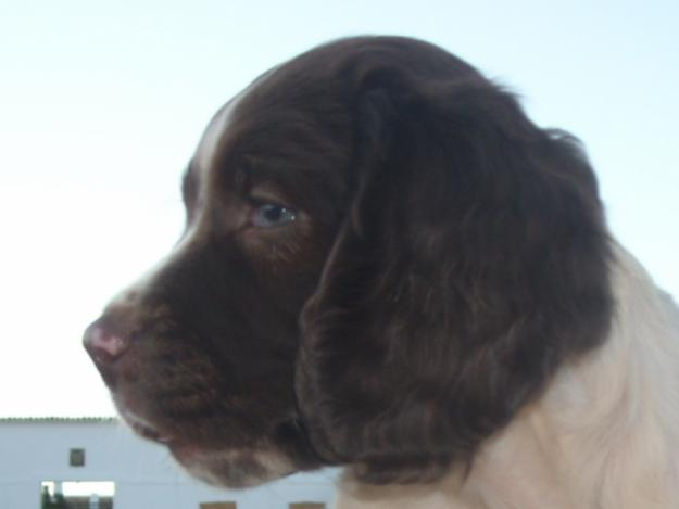 Vendo cachorros de English Springer Spaniel