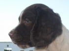 Vendo cachorros de English Springer Spaniel - mejor precio | unprecio.es