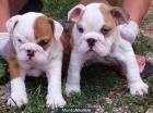 BULLDOG INGLÉS - mejor precio | unprecio.es